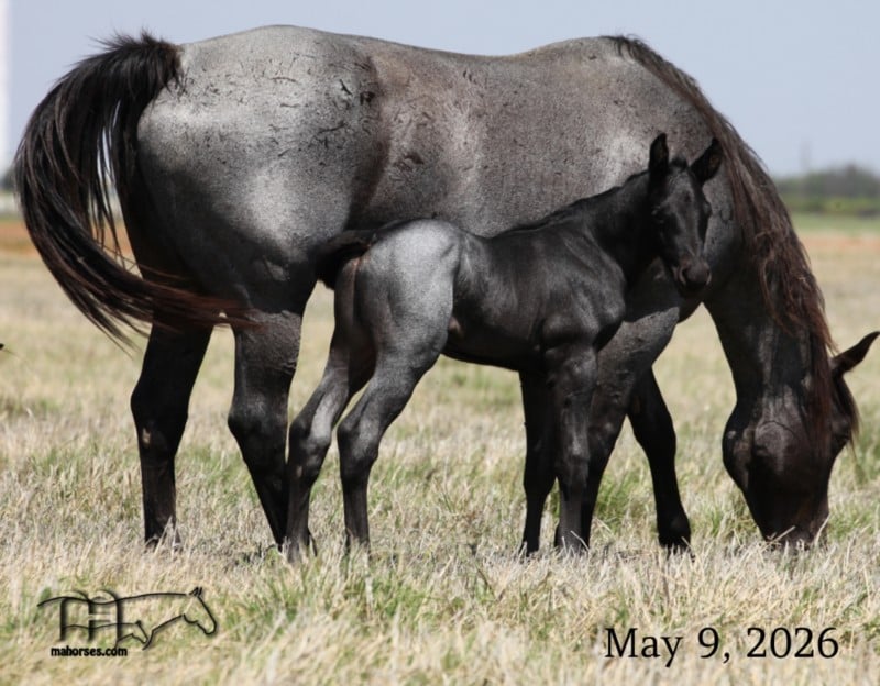 Plenty Big Blue MA's 2026 Blue Roan Stallion